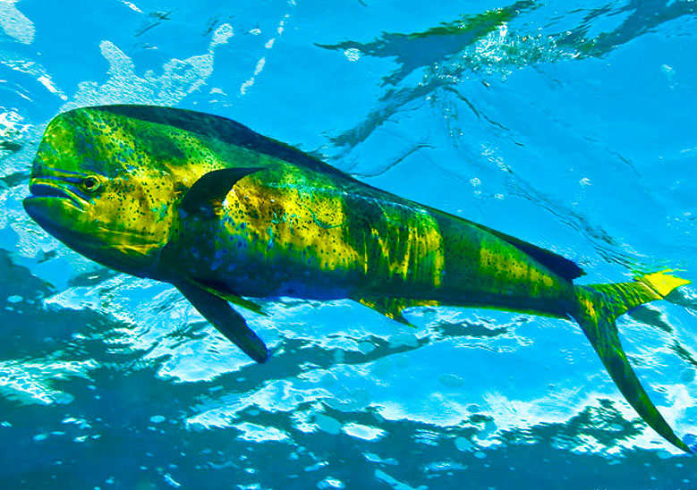 Marine Food Gallery