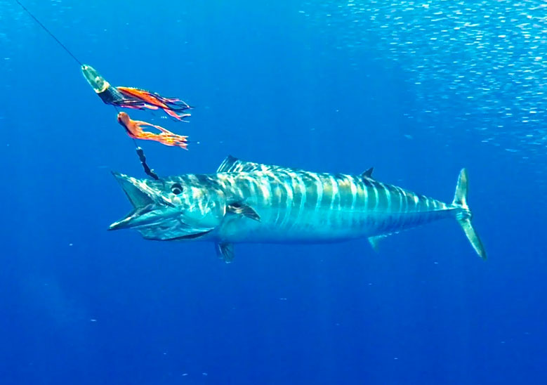 Marine Food Gallery