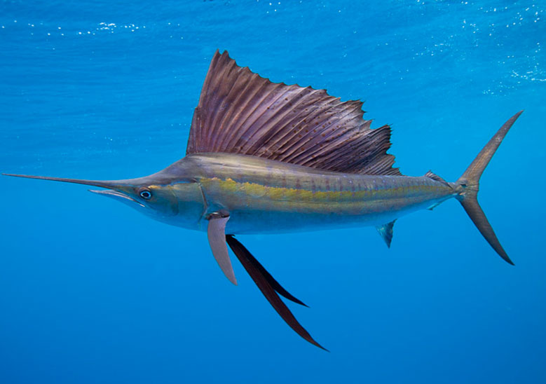 Marine Food Gallery