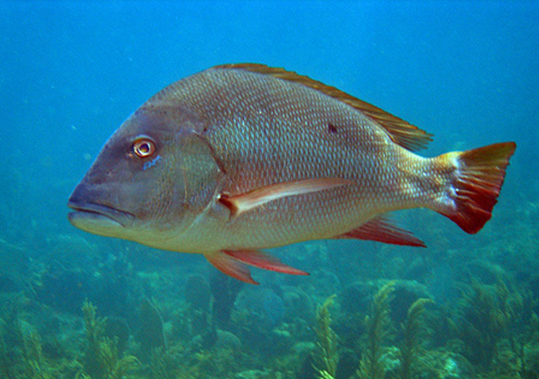 Marine Food Gallery