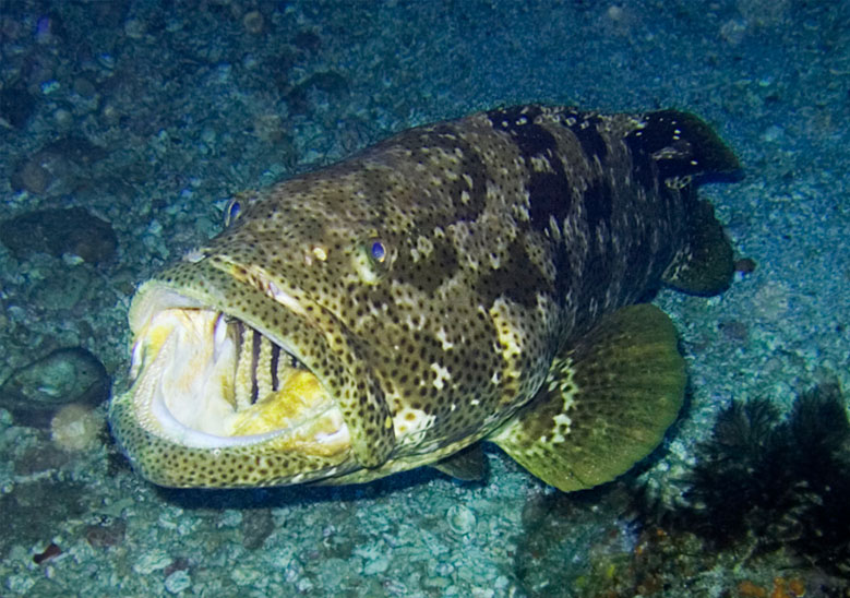 Marine Food Gallery