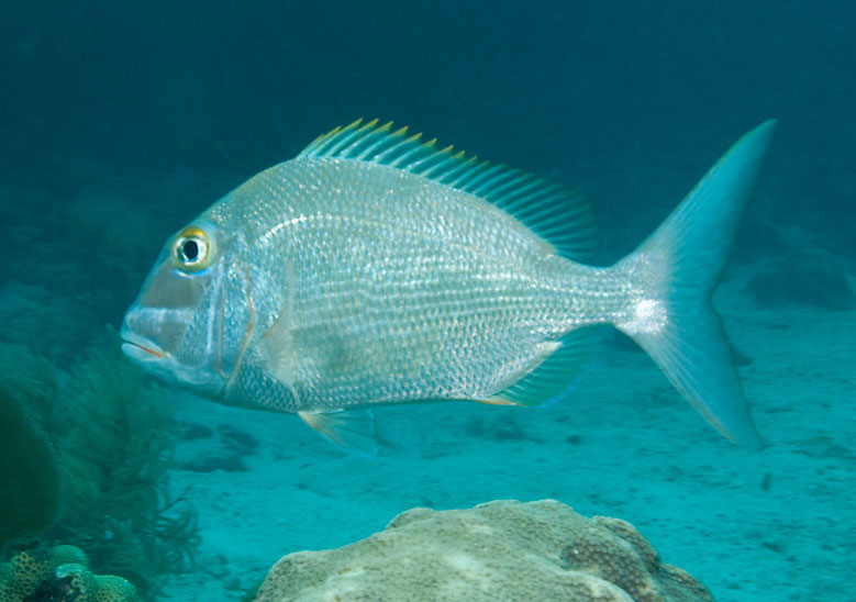 Marine Food Gallery
